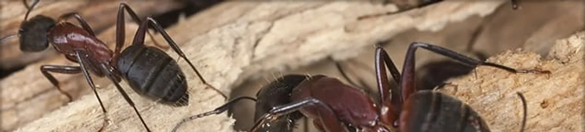 Close-up of ants on wood showing an active ant infestation in Stamford, CT