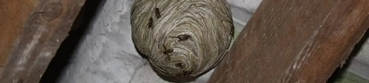 Wasp nest in an attic space, a common home infestation risk in Stamford, CT