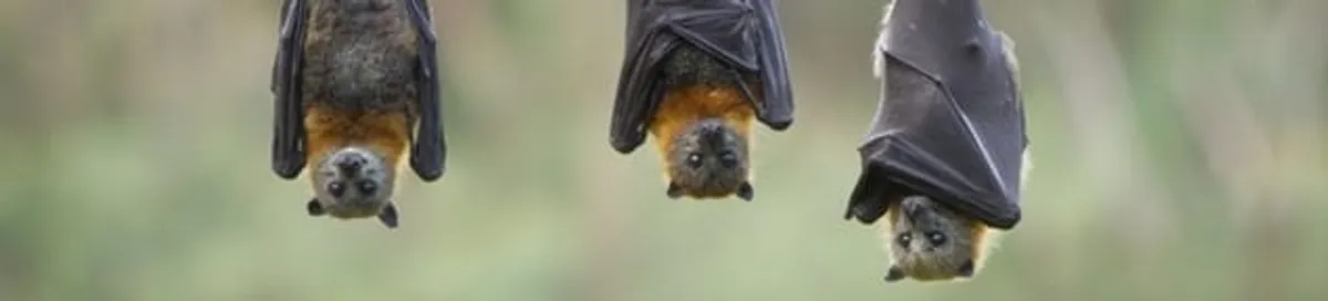 Bats roosting together, a common sign of a bat infestation in Stamford, CT