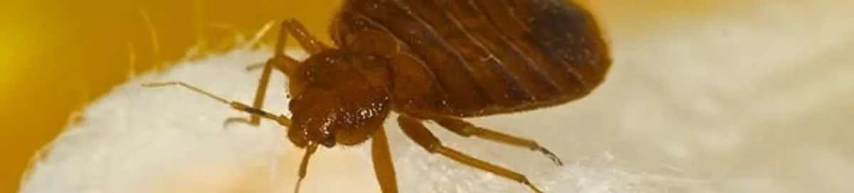 Close-up of a bed bug, a sign of an active infestation in Stamford, CT