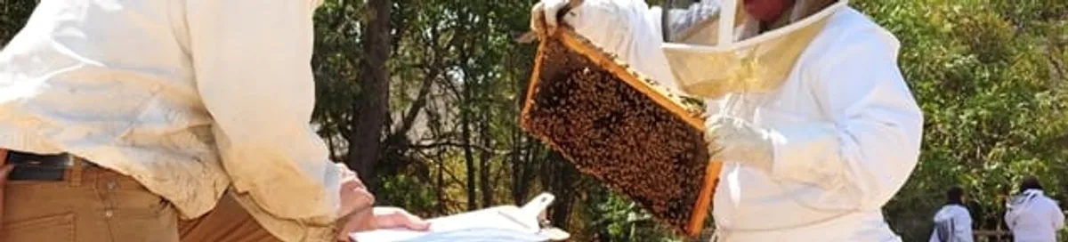 Bee removal specialists relocating a hive and honeycomb safely in Stamford, CT