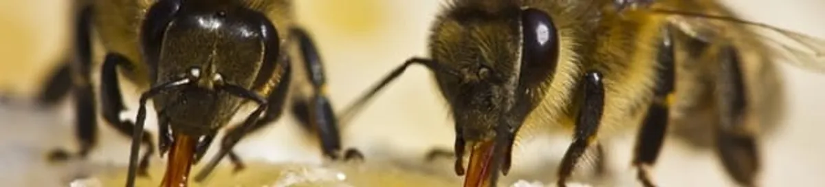 Close-up of honey bees, a sign of a nearby hive in Stamford, CT