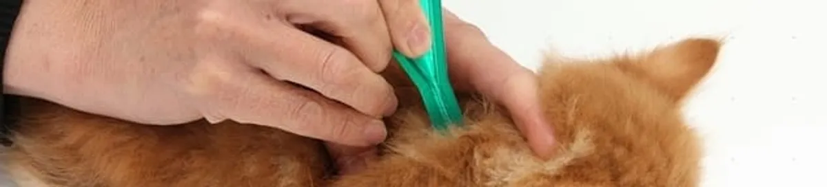 Flea treatment for pets using a flea comb, a sign of flea problems in Stamford, CT