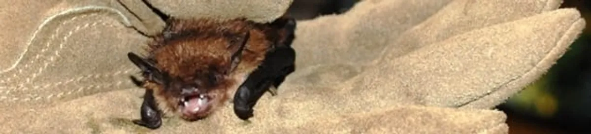 Bat removal specialist holding a bat safely during humane exclusion in Stamford, CT