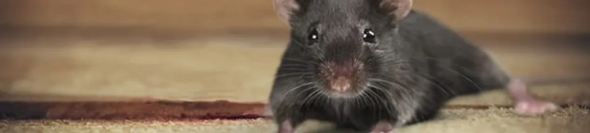 Mouse indoors, a common sign of a rodent infestation in Stamford, CT
