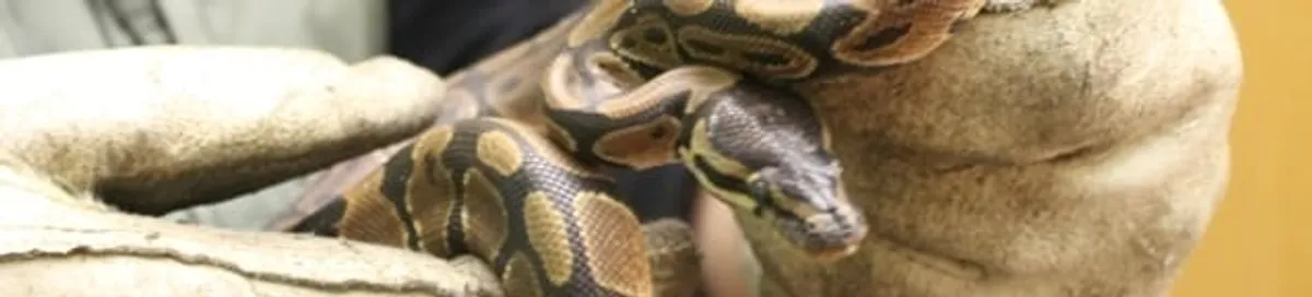 Snake removal specialist safely handling a snake with protective gloves in Stamford, CT