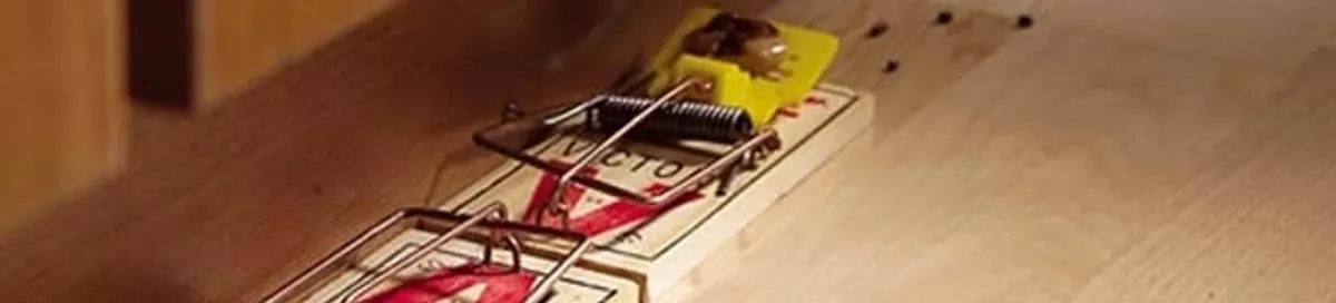 Rodent trap set indoors for rodent control and prevention in Stamford, CT