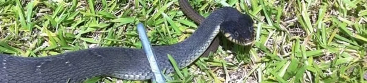 Snake in a yard, a common sign of a snake problem near a home in Stamford, CT