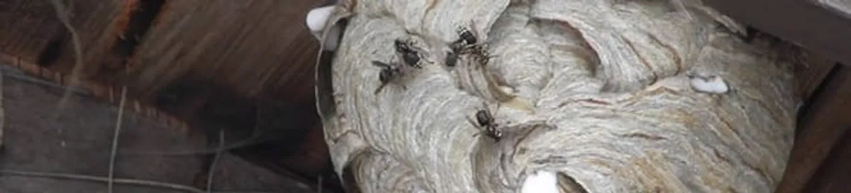 Close-up of a wasp nest with active wasps, a sign of an infestation in Stamford, CT